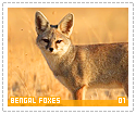 bengalfoxes01