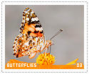 butterflies03