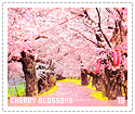 cherryblossoms13