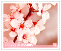 cherryblossoms14