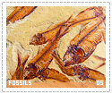 fossils05