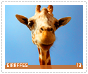 giraffes13
