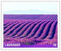 lavender10