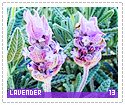 lavender13