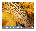 leopardcatsharks16