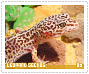 leopardgeckos06