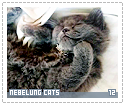 nebelungcats12