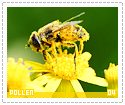 pollen04