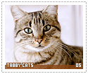 tabbycats05
