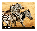 zebras08
